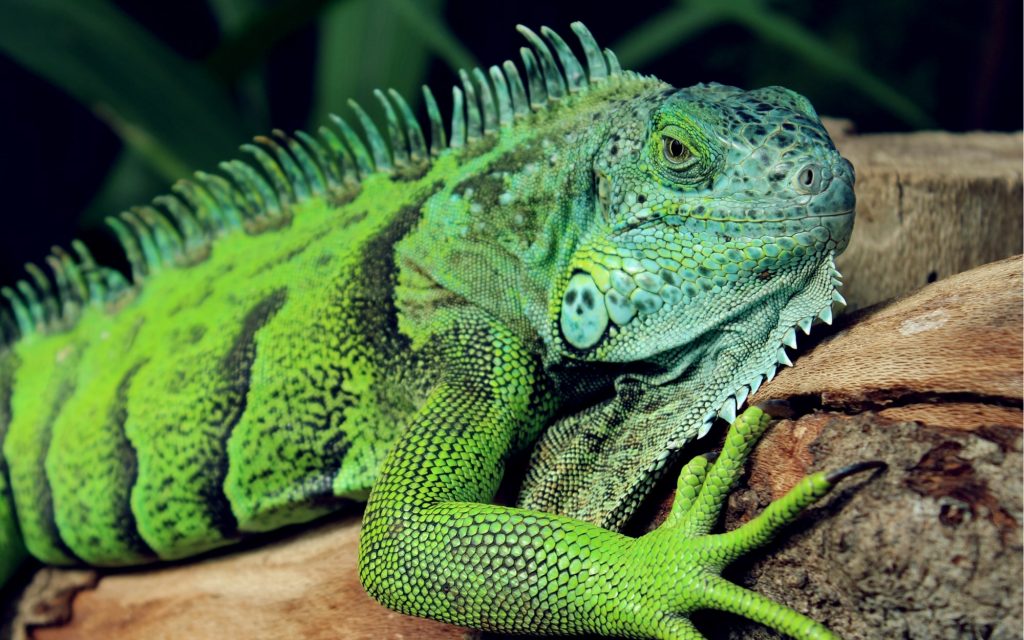 What Can I Expect From A Reptile Expo Near Me?